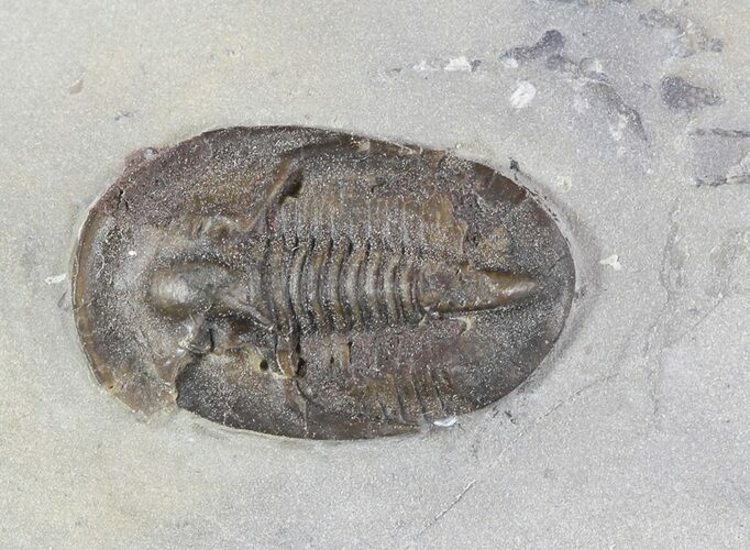 Radnoria Trilobite From New York - Rare Species #46582